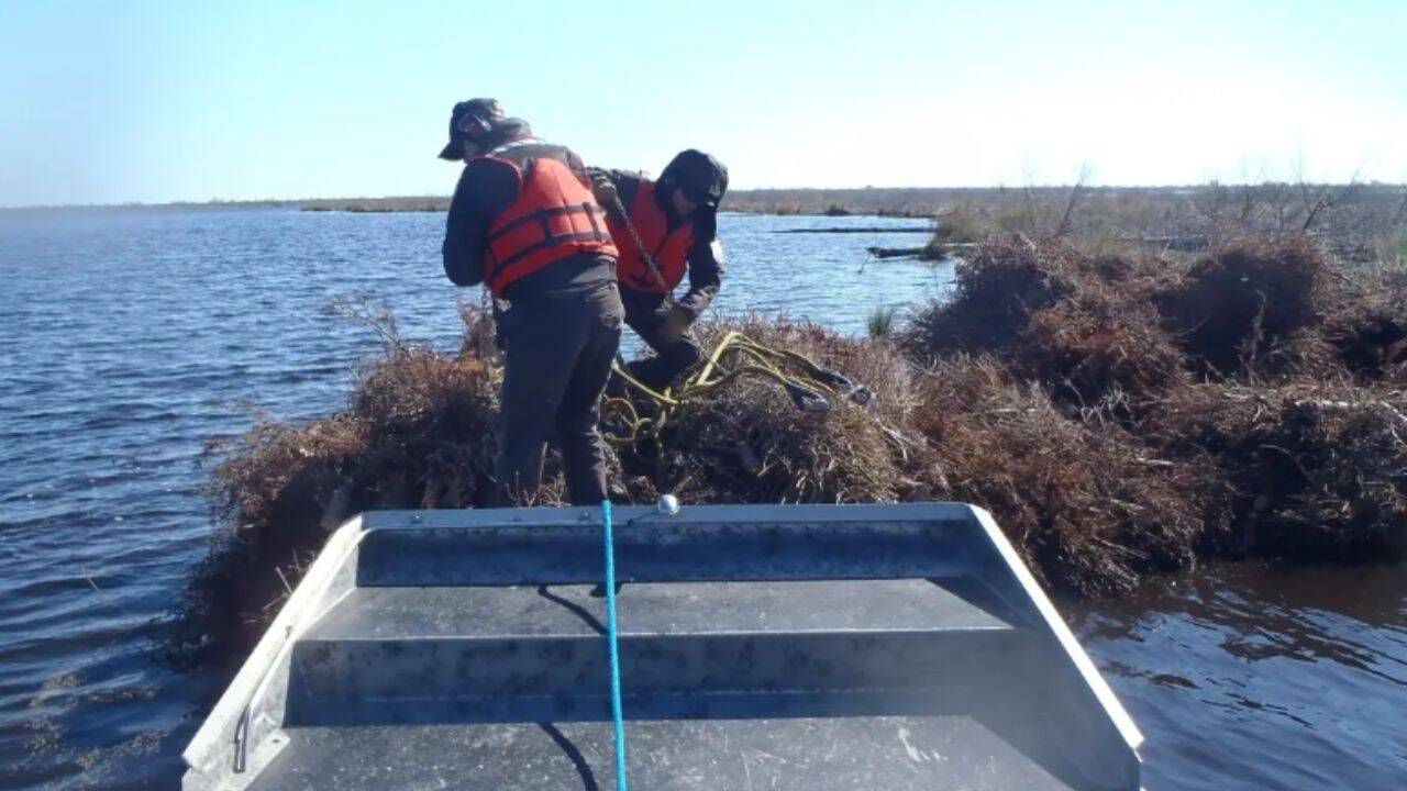 Staff from Bayou Sauvage National Wildlife Refuge drive an airboat to where the Christmas trees are dropped