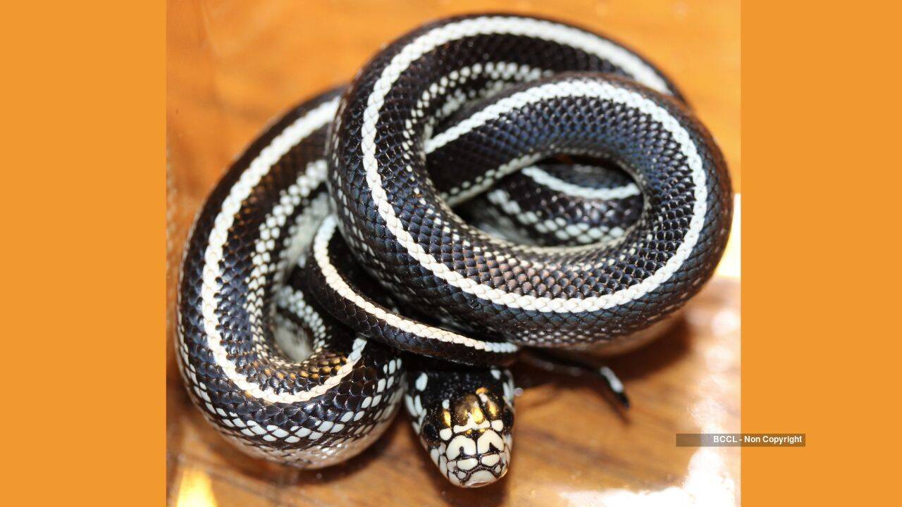 Meet the king snake that hunts and eats venomous snakes