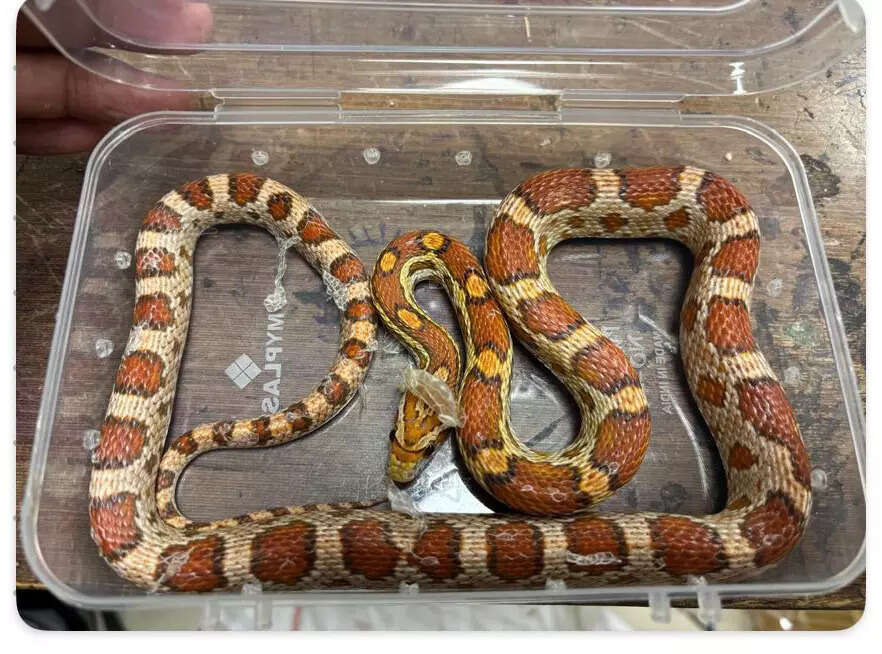 Mumbai, Oct 12 (ANI): Customs officers seized a California Kingsnake at Chhatrap...