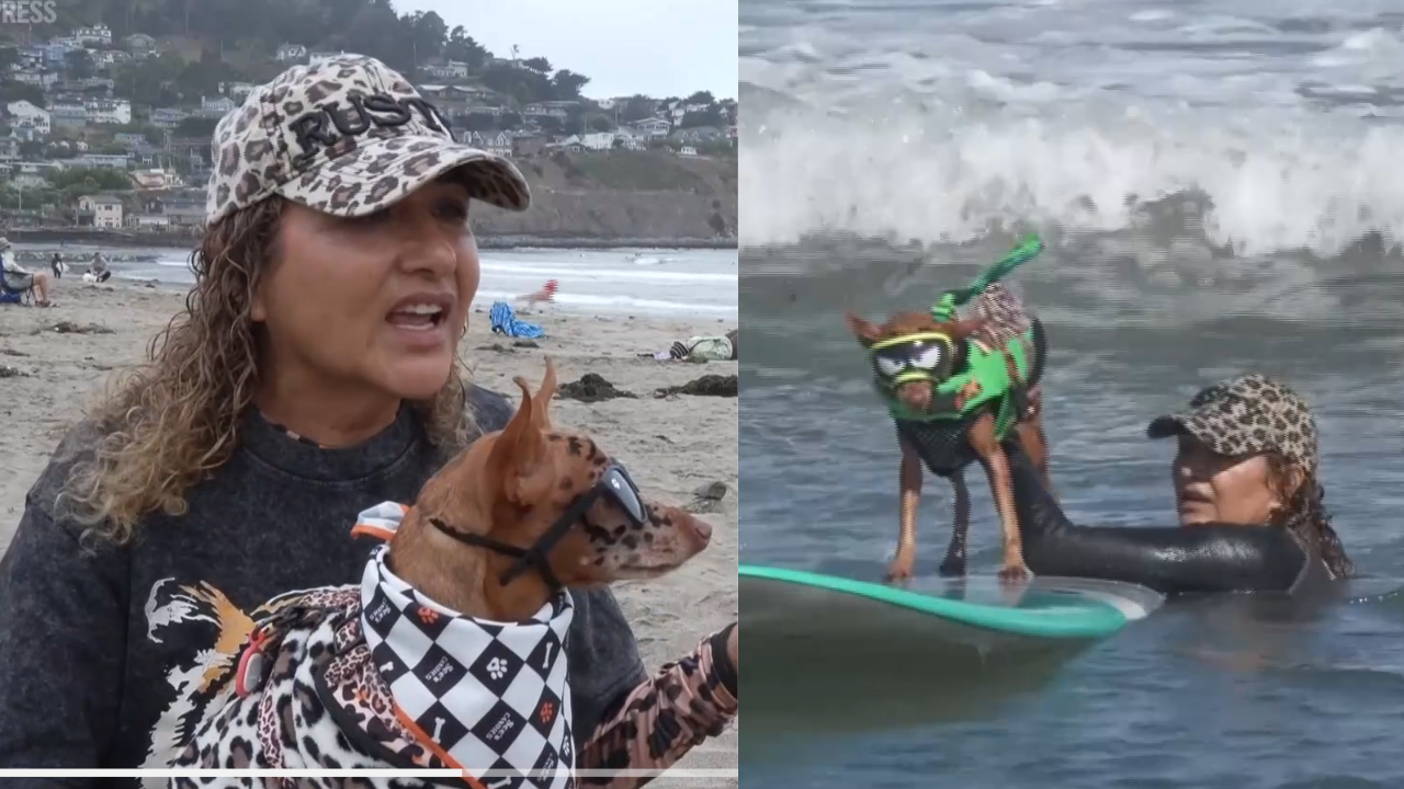 ​From cancer survivors to surfing stars: California woman and her dog beat cancer before competing together at the World Dog Surfing Championships