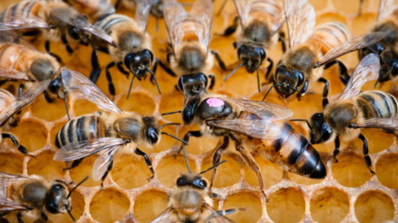 Only three Hawaiian producers meet US's organic honey standards; study suggests rule review