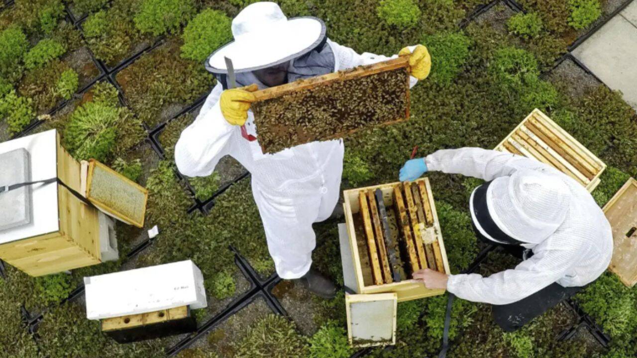 Keepers inspecting a hive
