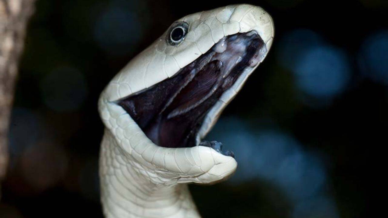 An introduction to Black mambas<br><br>