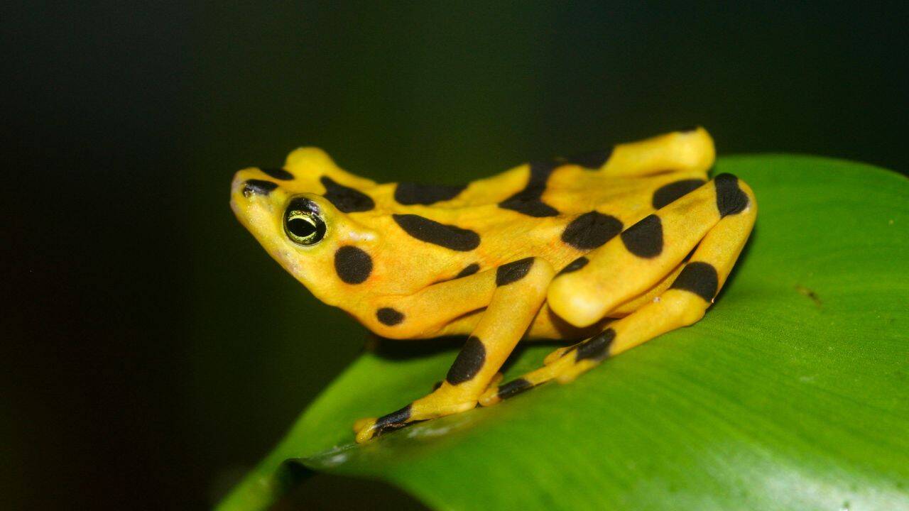 What makes the poison of these harlequin frogs so unique