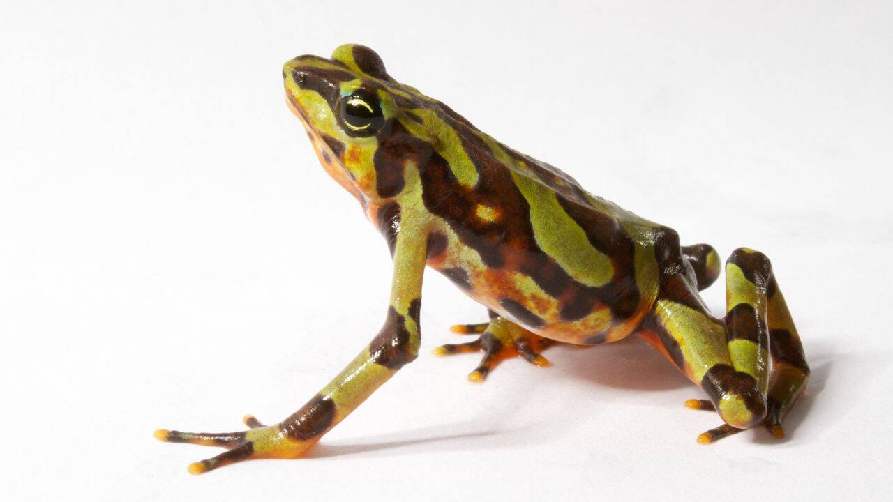 Can scientists help the frogs get their ‘poison’ back