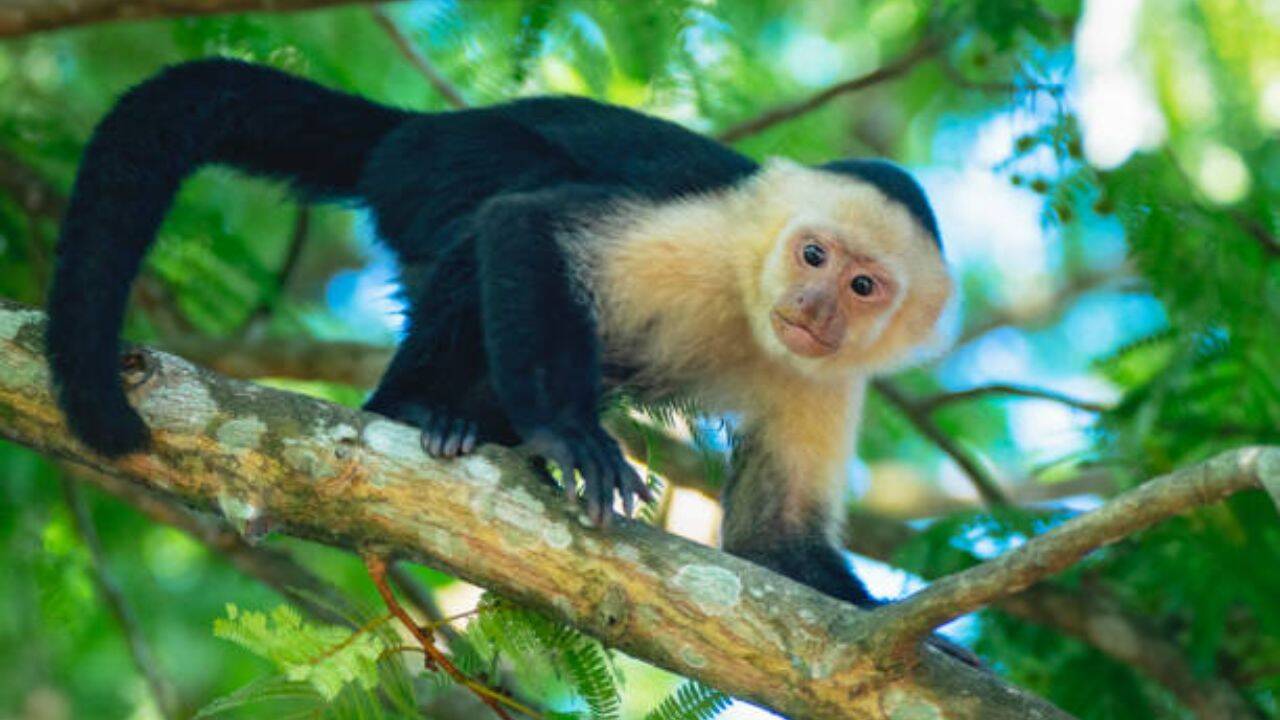 Wild capuchin monkeys use AI touchscreen and learn to kiss it