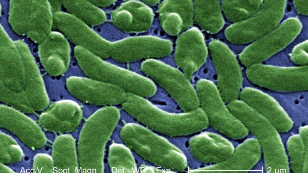 Who is at the highest risk from this disease