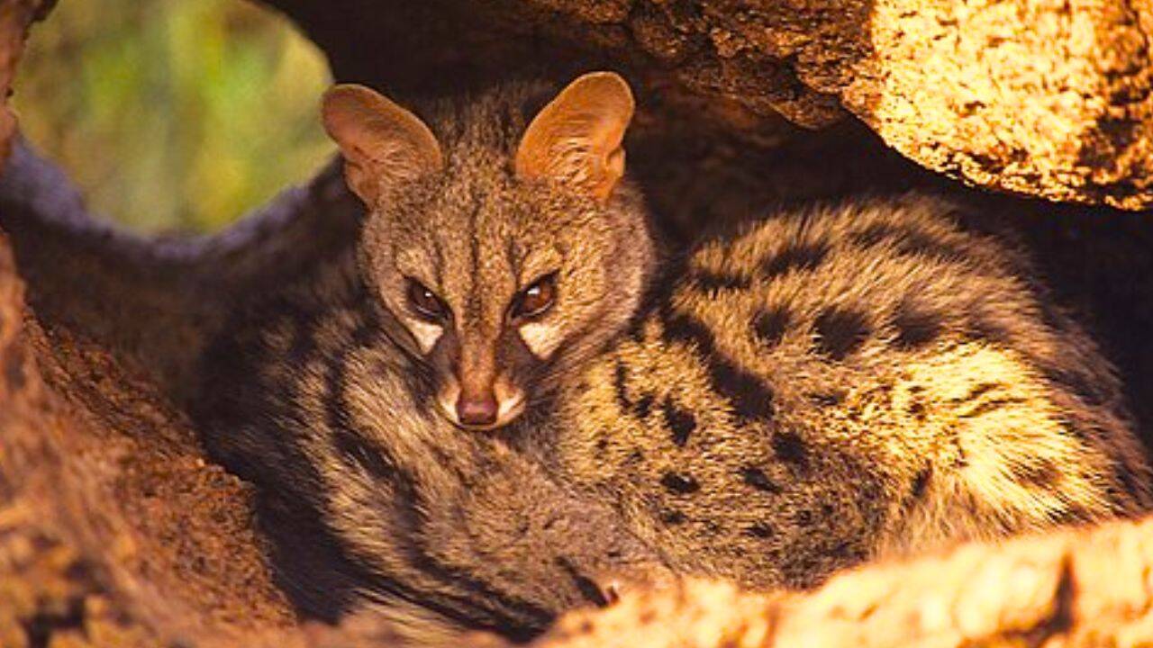How can genets climb almost anywhere