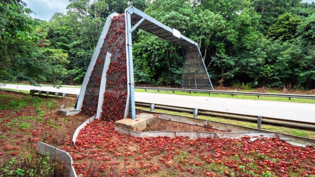 Australia has built bridges just for crabs so millions of red crabs can safely migrate across Christmas Island every year