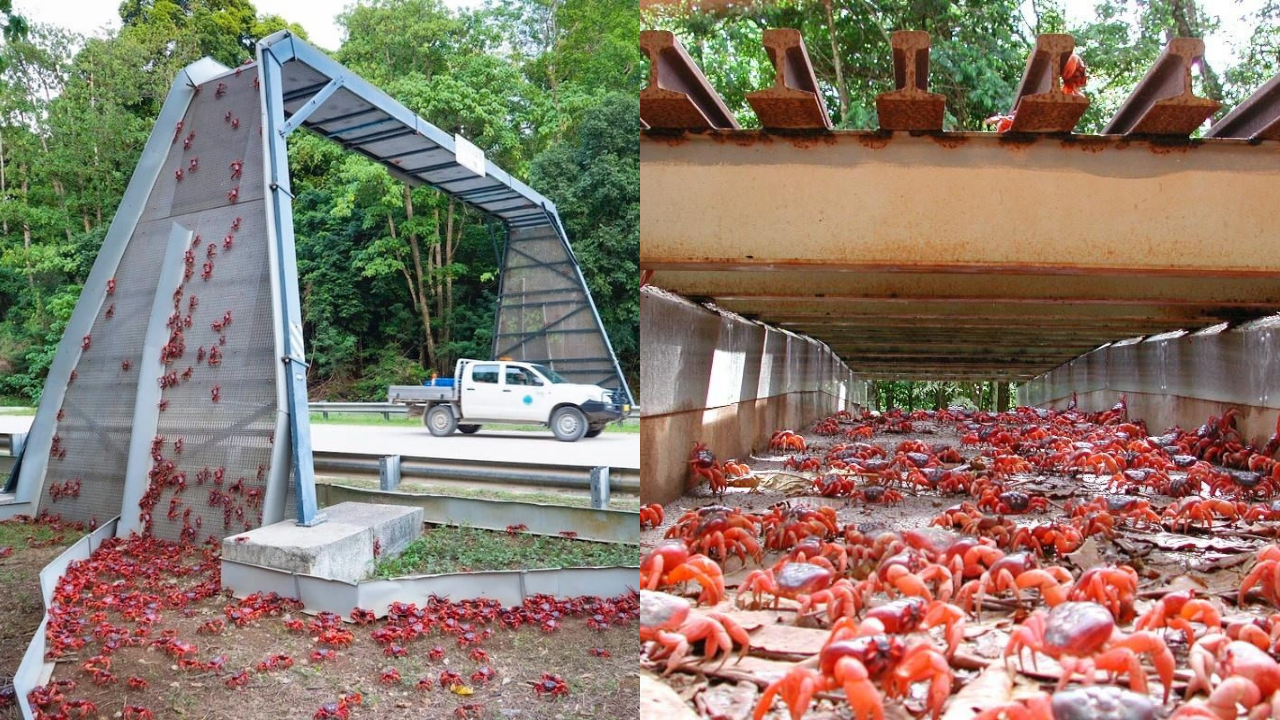 Why do millions of red crabs migrate every year?