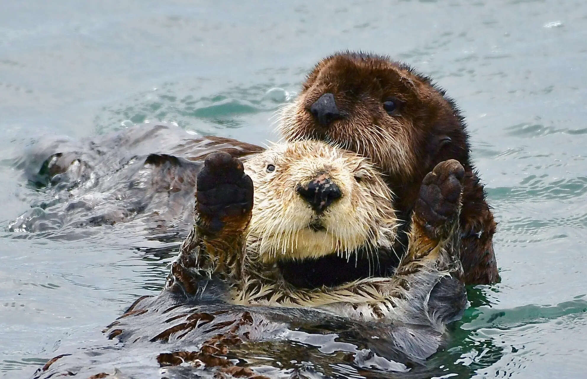 When Wild Rivers Turn Hostile The Untold Reality of Otter Attacks