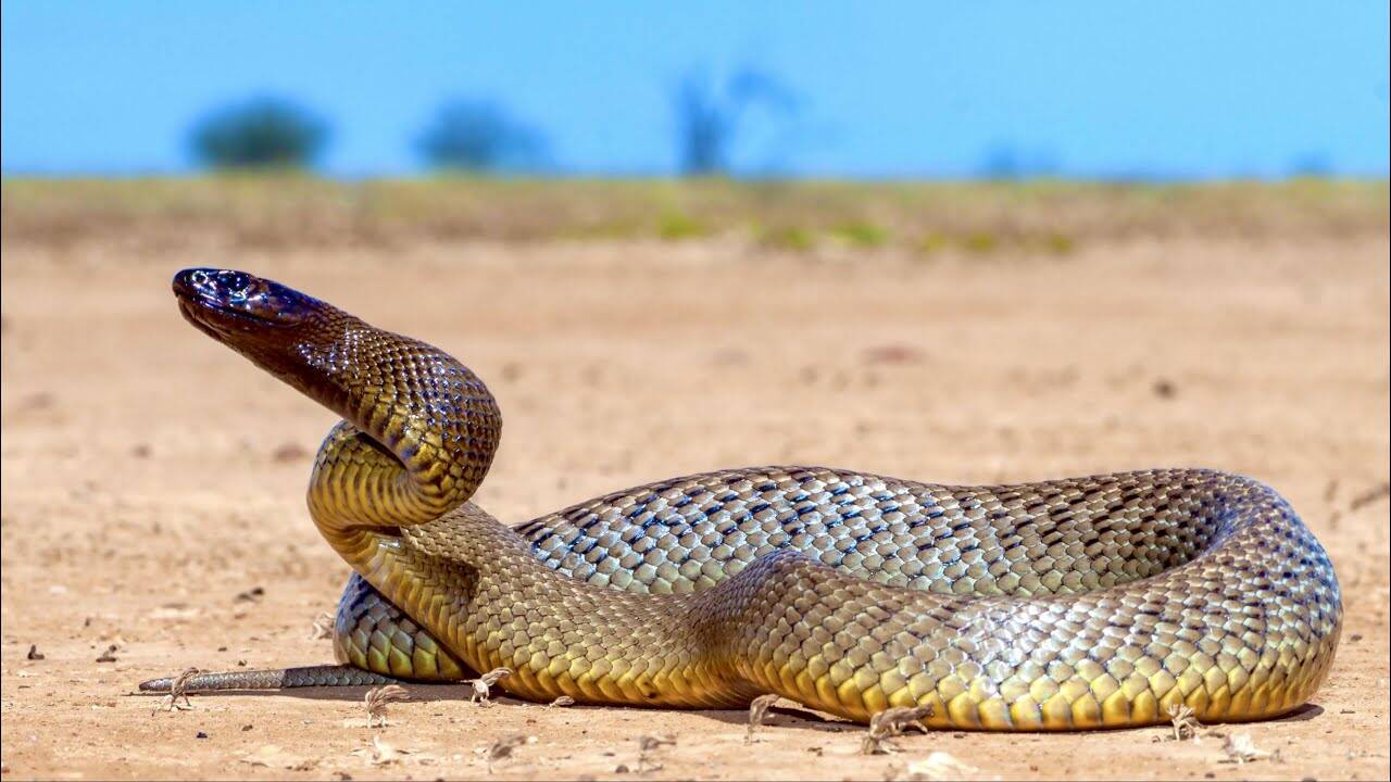 60 venomous snakes, cocaine, guns and 22,000 dollars in cash seized during New Mexico drug raid