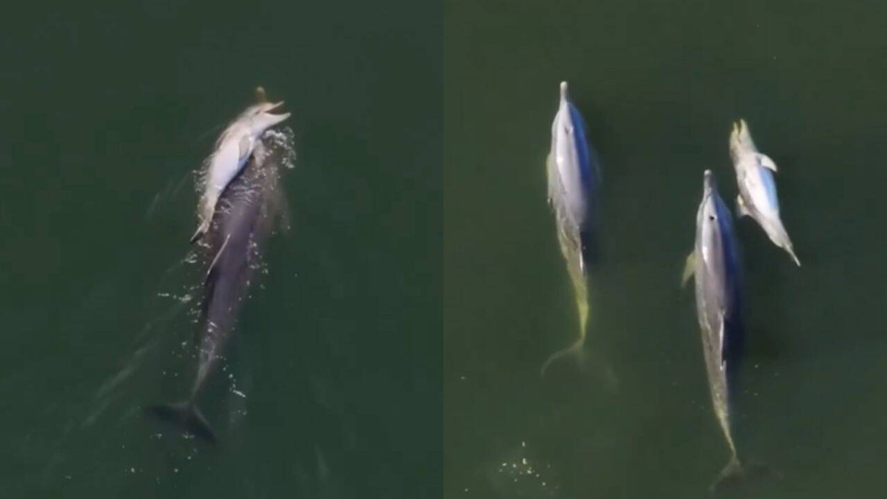 Dolphin's Six-Day Vigil with Dead Calf Reveals Deep Mourning Ritual