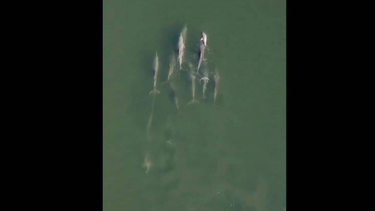 How do dolphins mourn?<br><br>