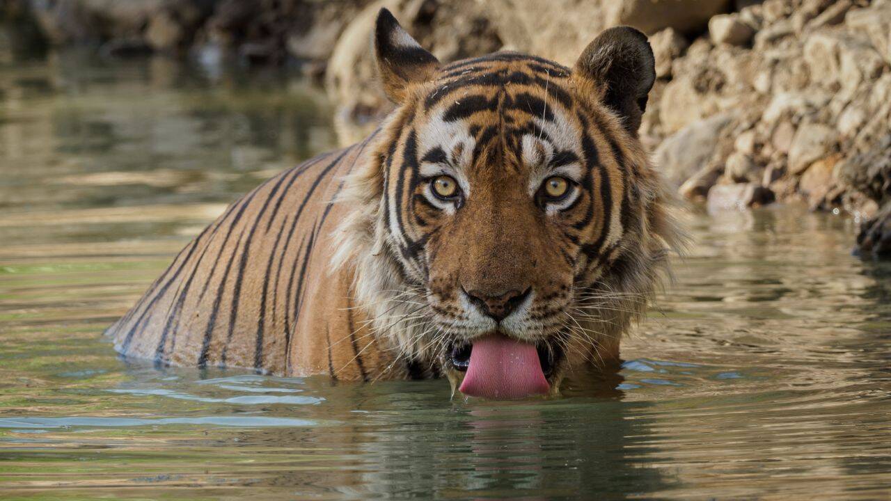 tiger (3)