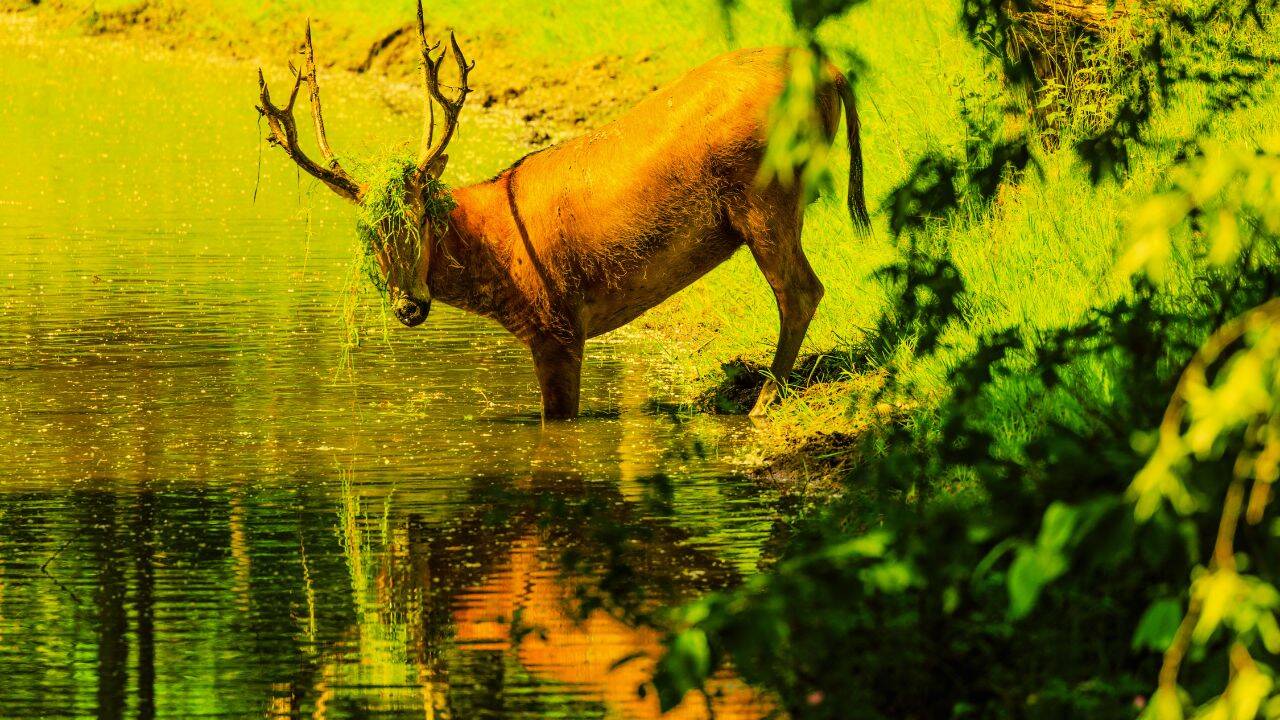 Deer