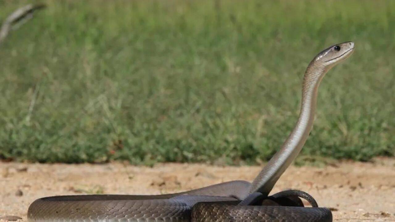 Mozambique<br>