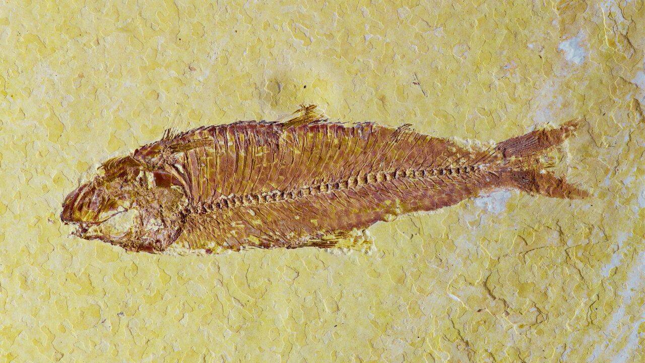Earliest Eocene, Denmark
