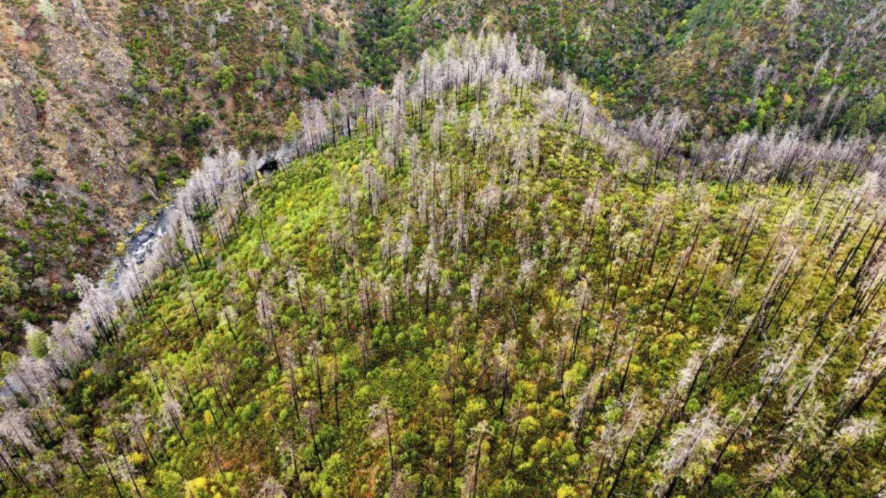 New growth near Paradise, California.<br>