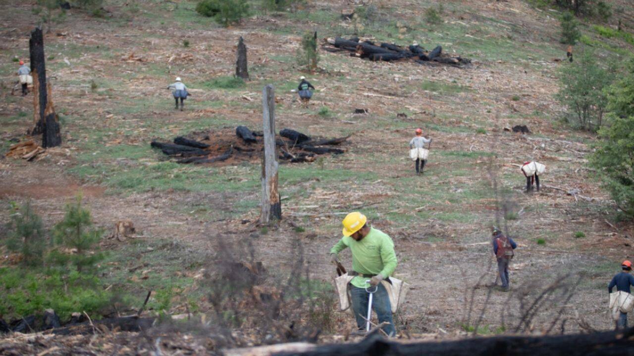 California's Ranch fire burned 459,123 acres; 8 years later, 71,000 seedlings have been planted