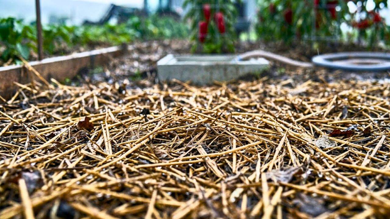 Add mulch to protect the roots