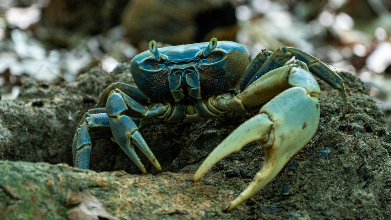 Scientists find slugs, beetles and crabs help spread seeds for 186 plant species