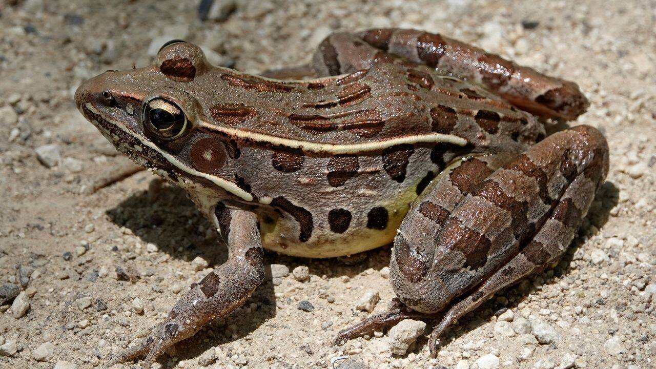 Representative Image of a Frog