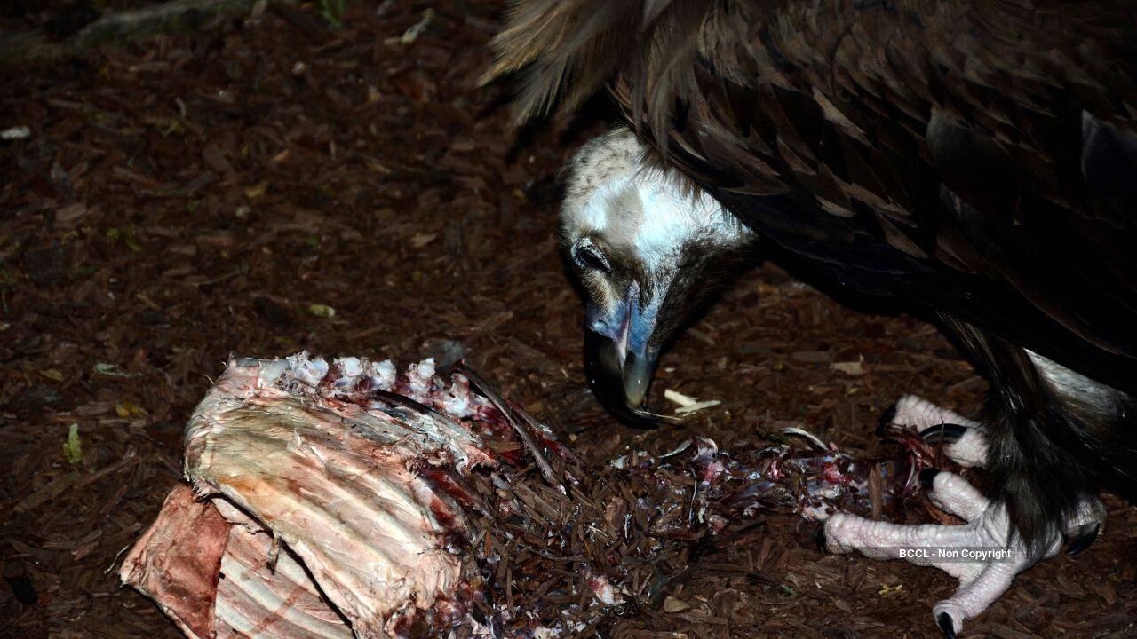 <em>​</em>Vulture eating