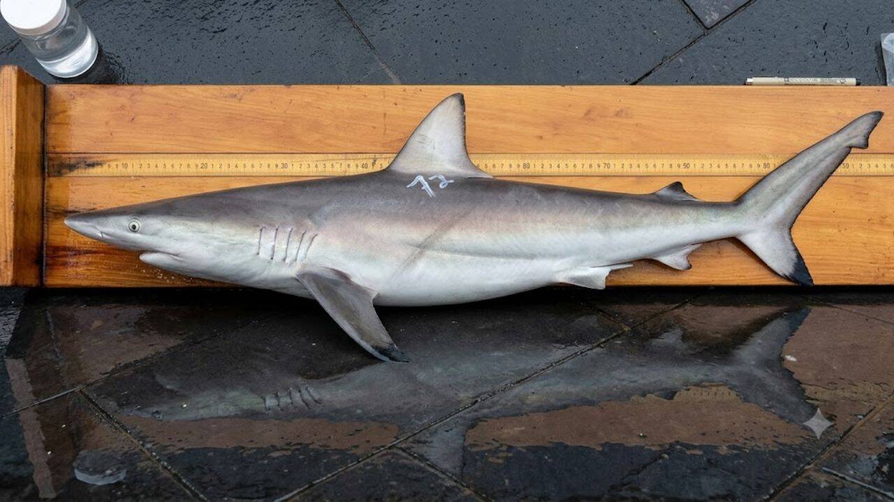 Reproduction