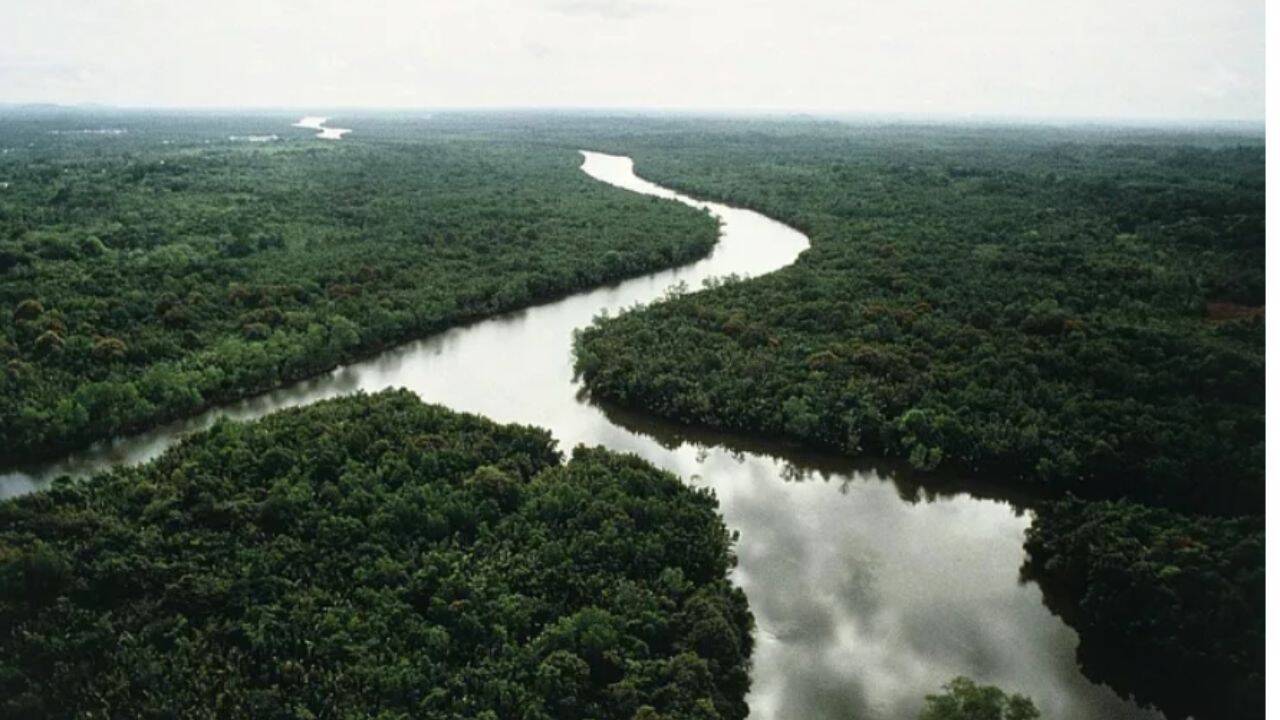 China’s native-tree islands restored only part of a damaged forest