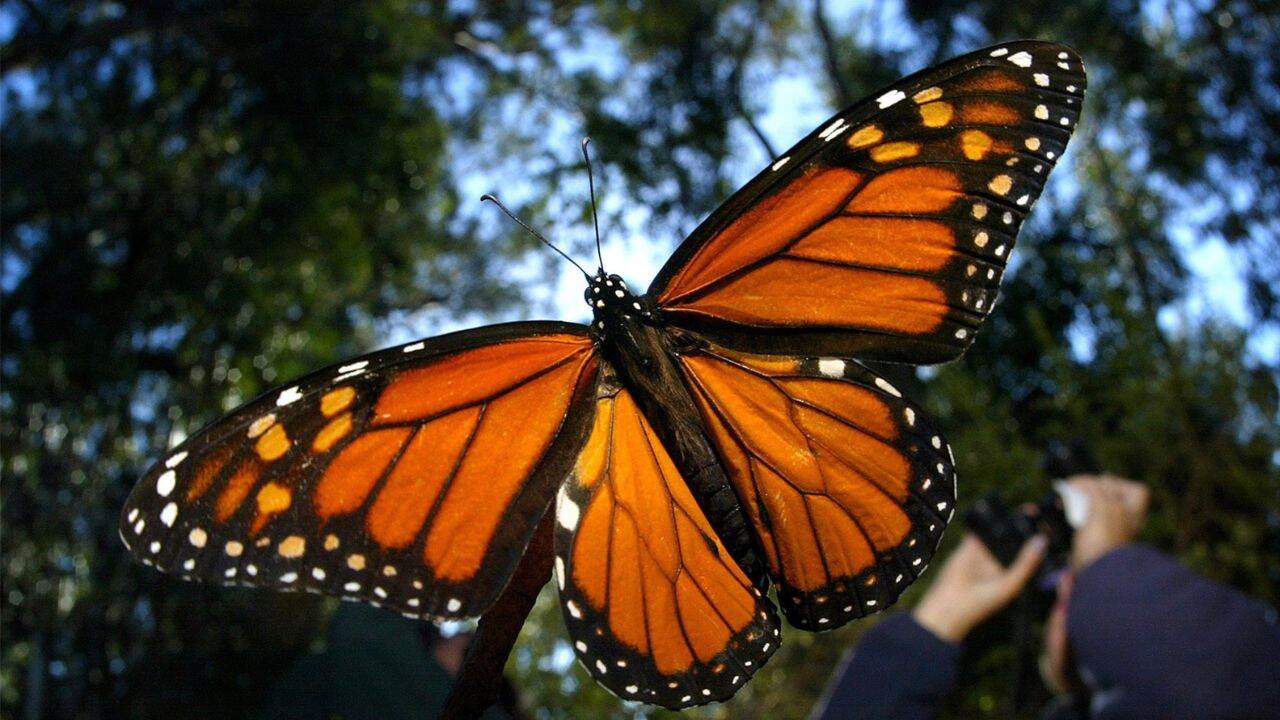 Western monarch butterfly population has collapsed since the 1980s