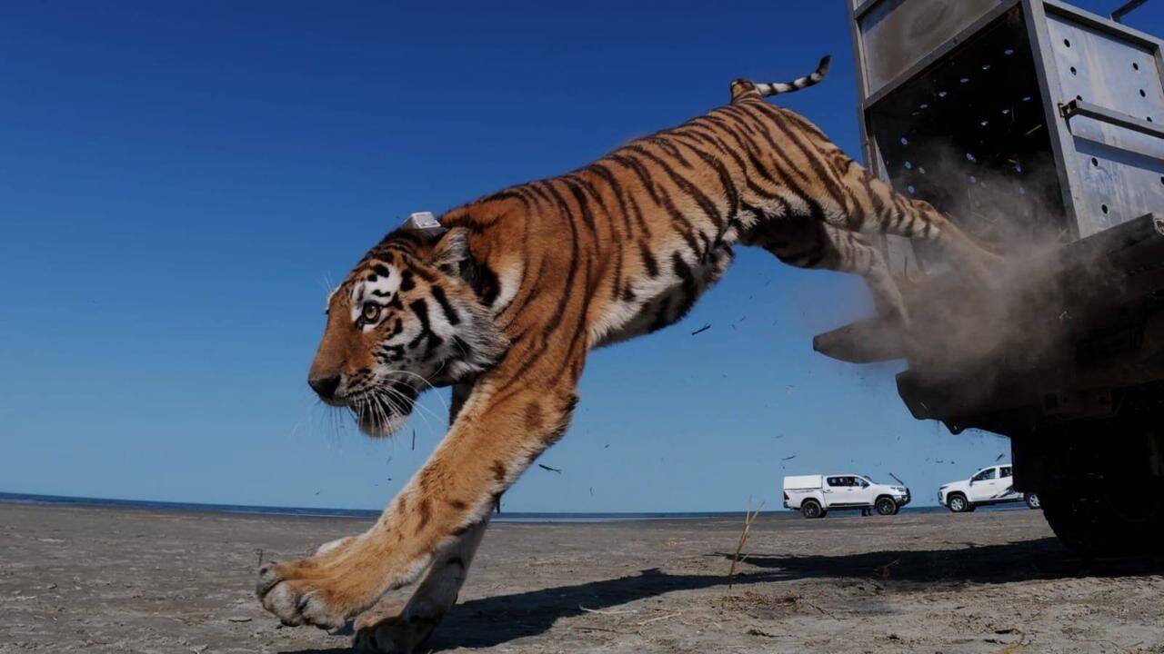 Kazakhstan releases Amur tigers to restart tiger presence after over 70 years