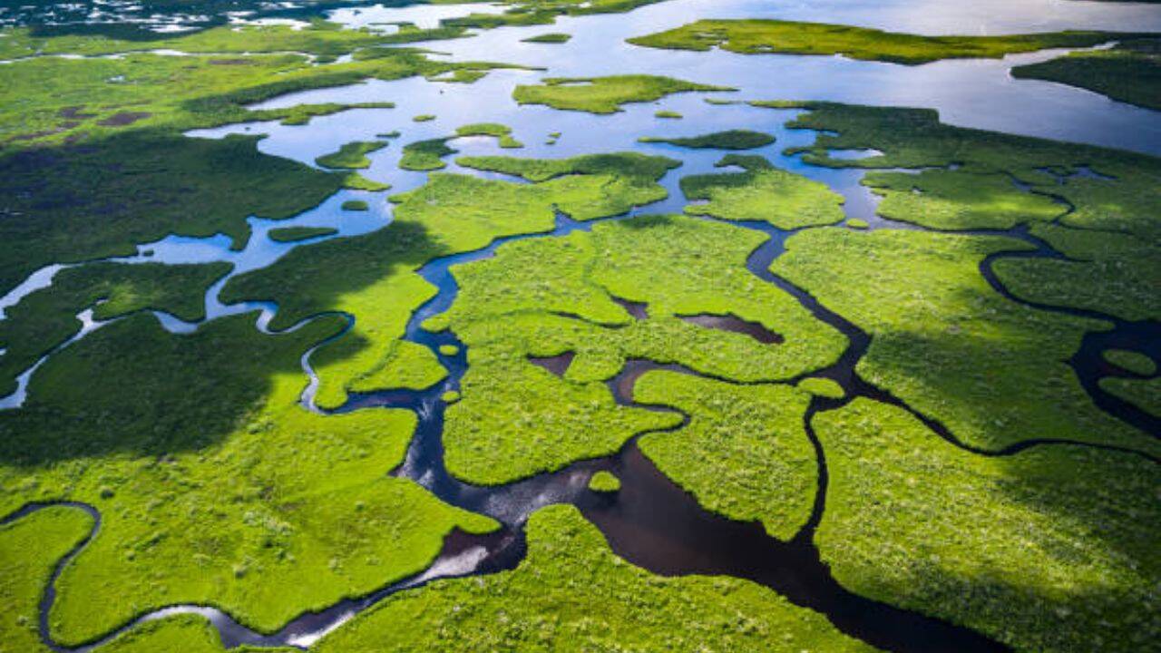 Three American coasts are losing 84% of their wetlands to rising sea levels