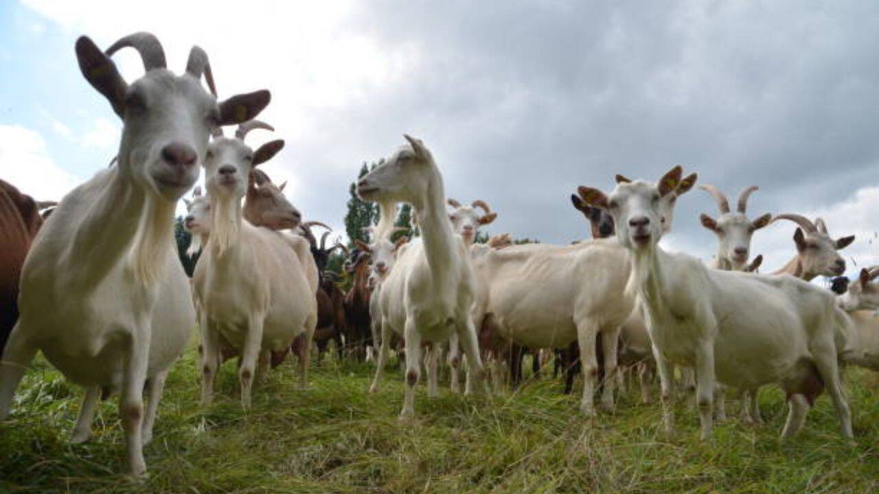 Experts used 'Judas goats' to hunt down their own kind, eliminating over 140,000 invasive goats in a $10.5 million mission