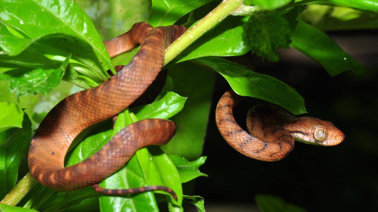 Why snakes never became part of Hawaii's wildlife<br>