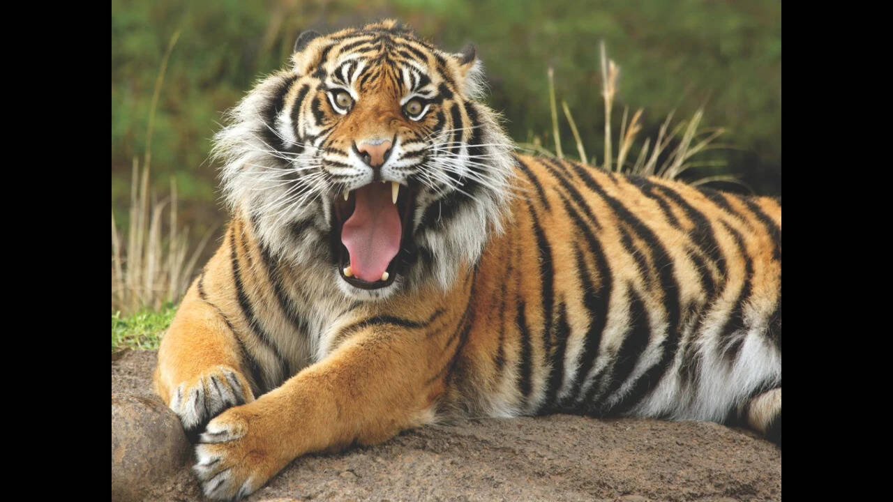 Bengal tiger