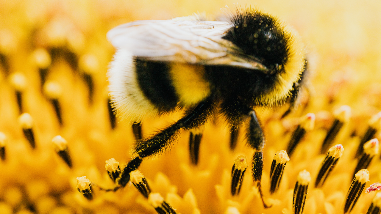 Scientists link rising CO₂ to decline of the world's largest bees