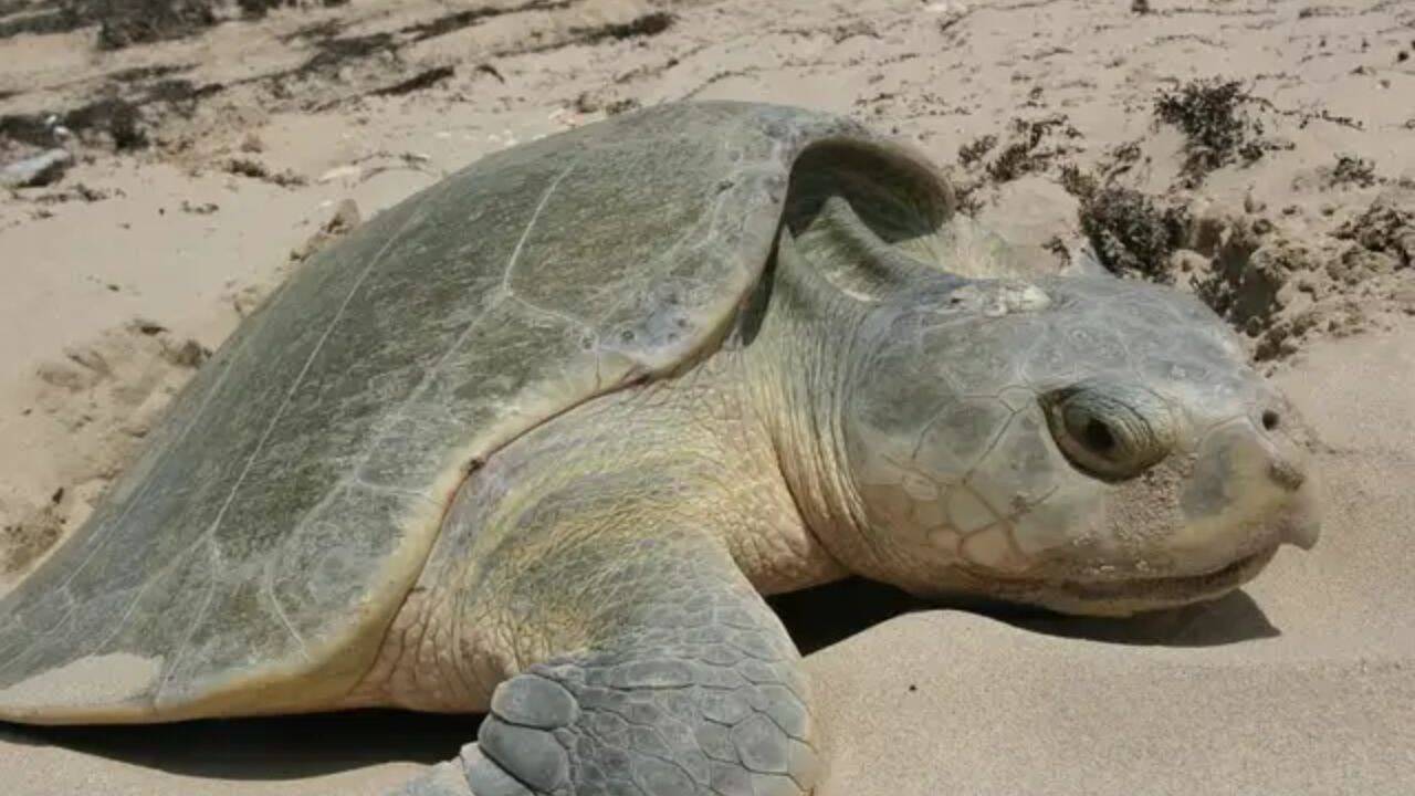 Preparing for sea turtle nesting season