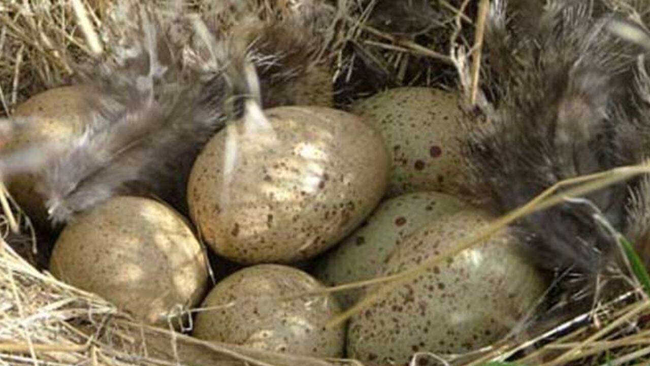 Sage grouse's eggs