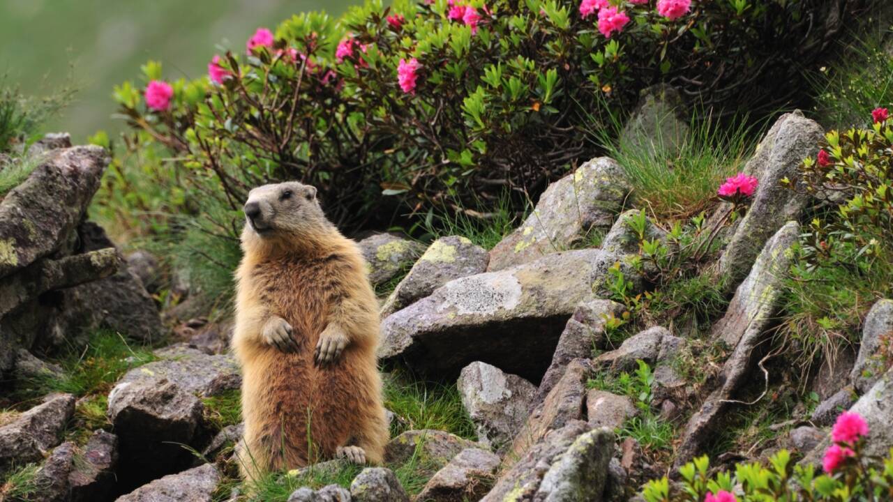 Meet the marmots raising funds