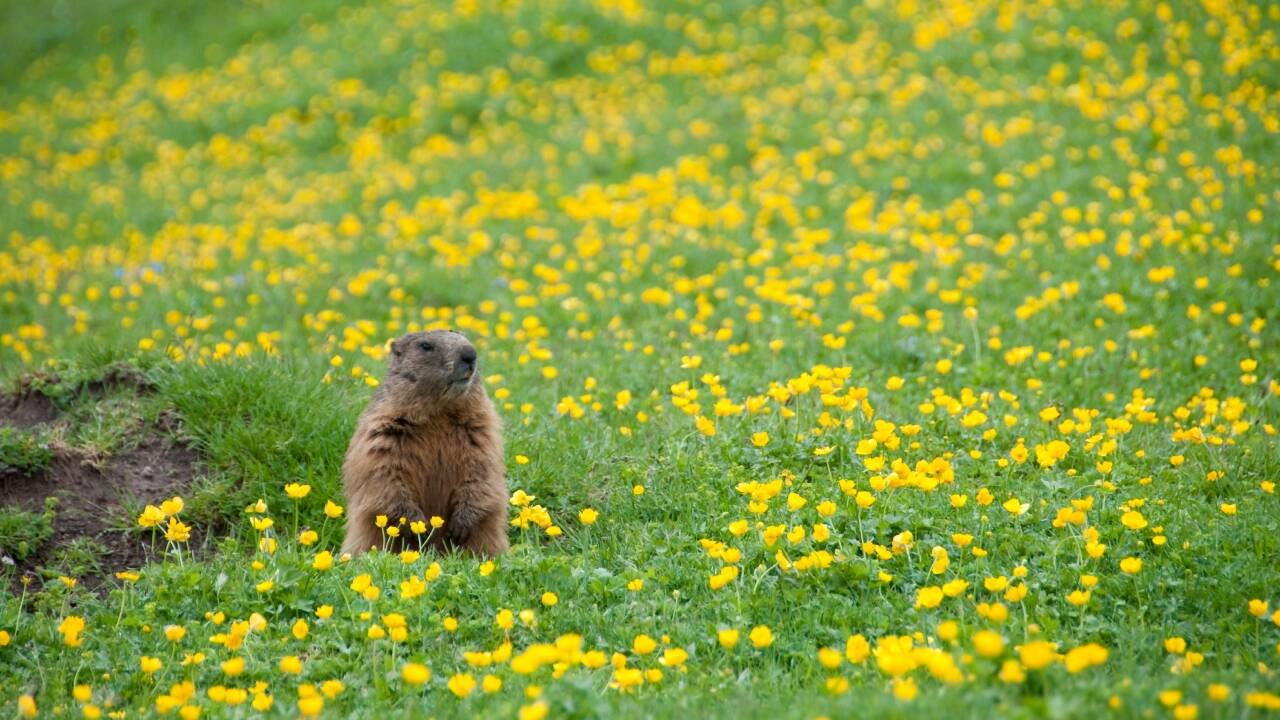 ‘OnlyMarms’_ How chubby marmots turned to a popular subscription service to save research