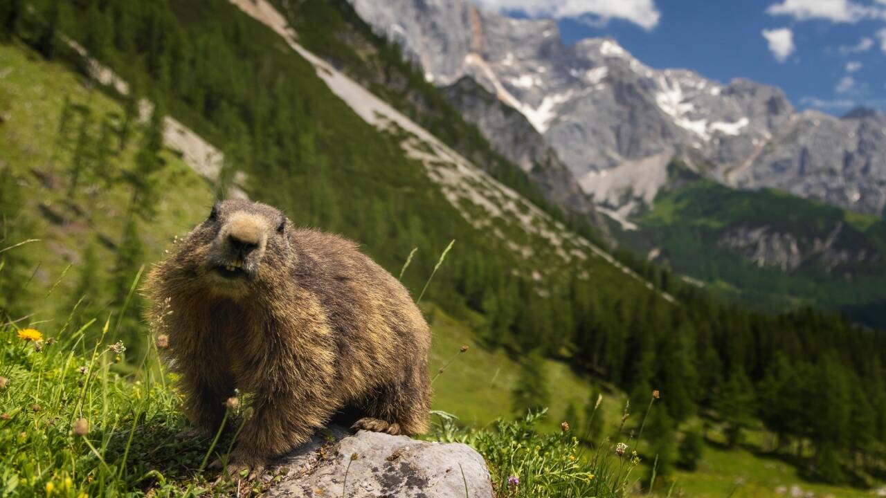 Marmots_ The surprising story behind ‘OnlyMarms’