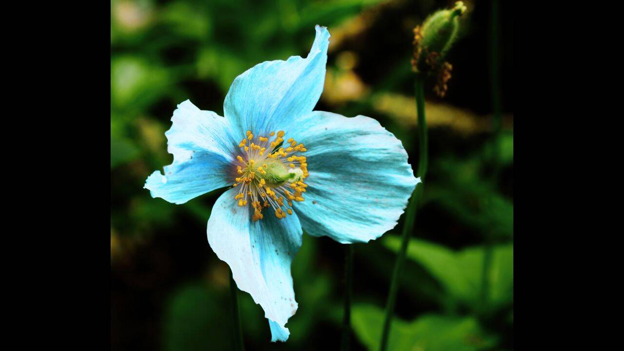 Rare Himalaya Poppy