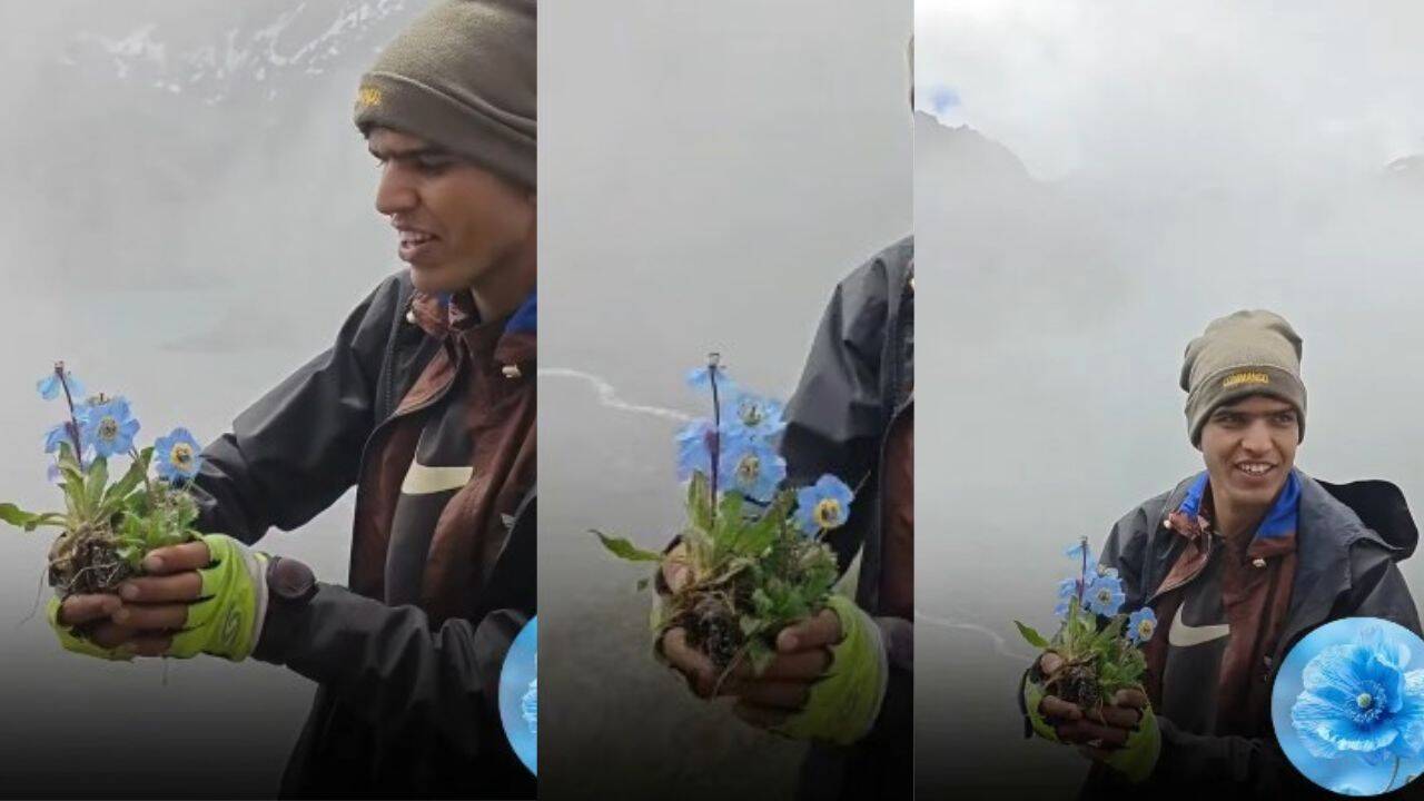 Rare Himalayan Blue Poppy (1)