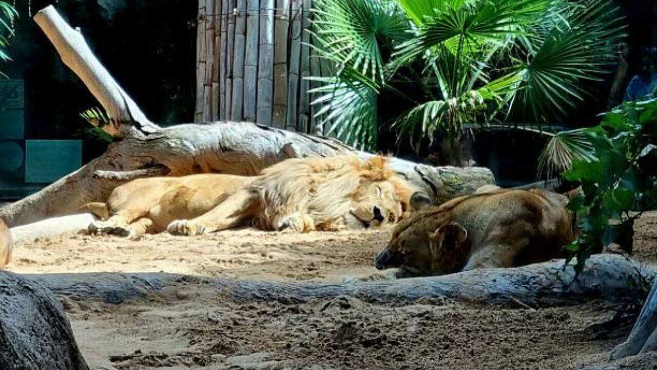 Losing lions<br><br>