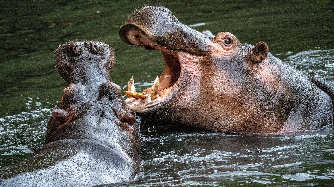 How hippos are changing Colombia's rivers