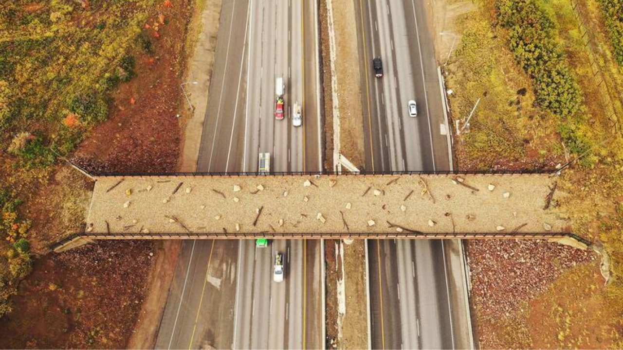 Oregon and Utah have built more than 130 wildlife crossings that could prevent deadly crashes and save both animals and human lives.