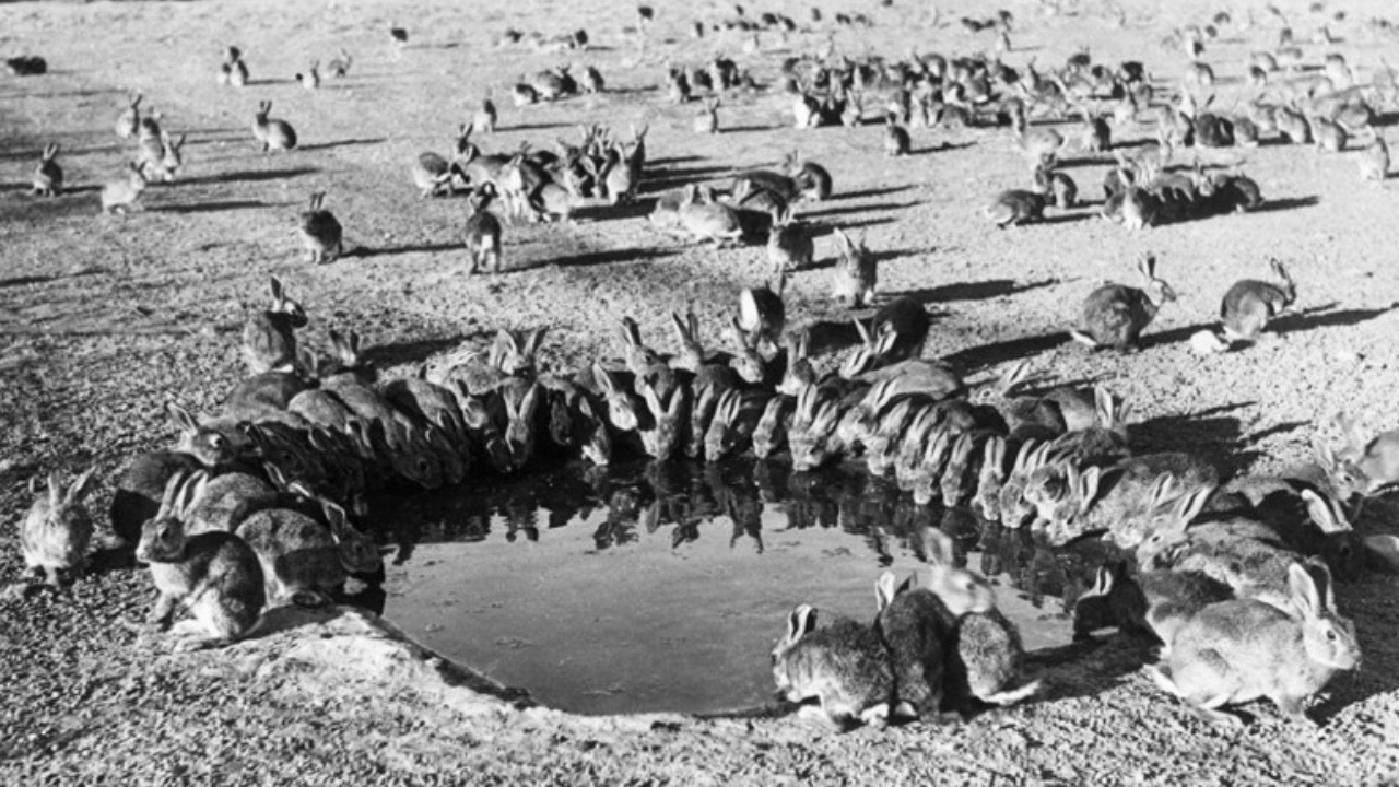 In 1986, Australia eradicated rabbits from an island stripped bare by 150 years of grazing
