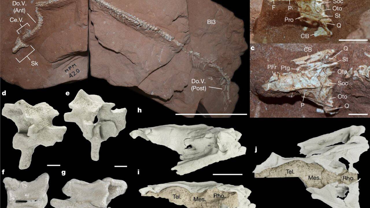 What does the brain scan of the snake’s fossil reveal about its senses