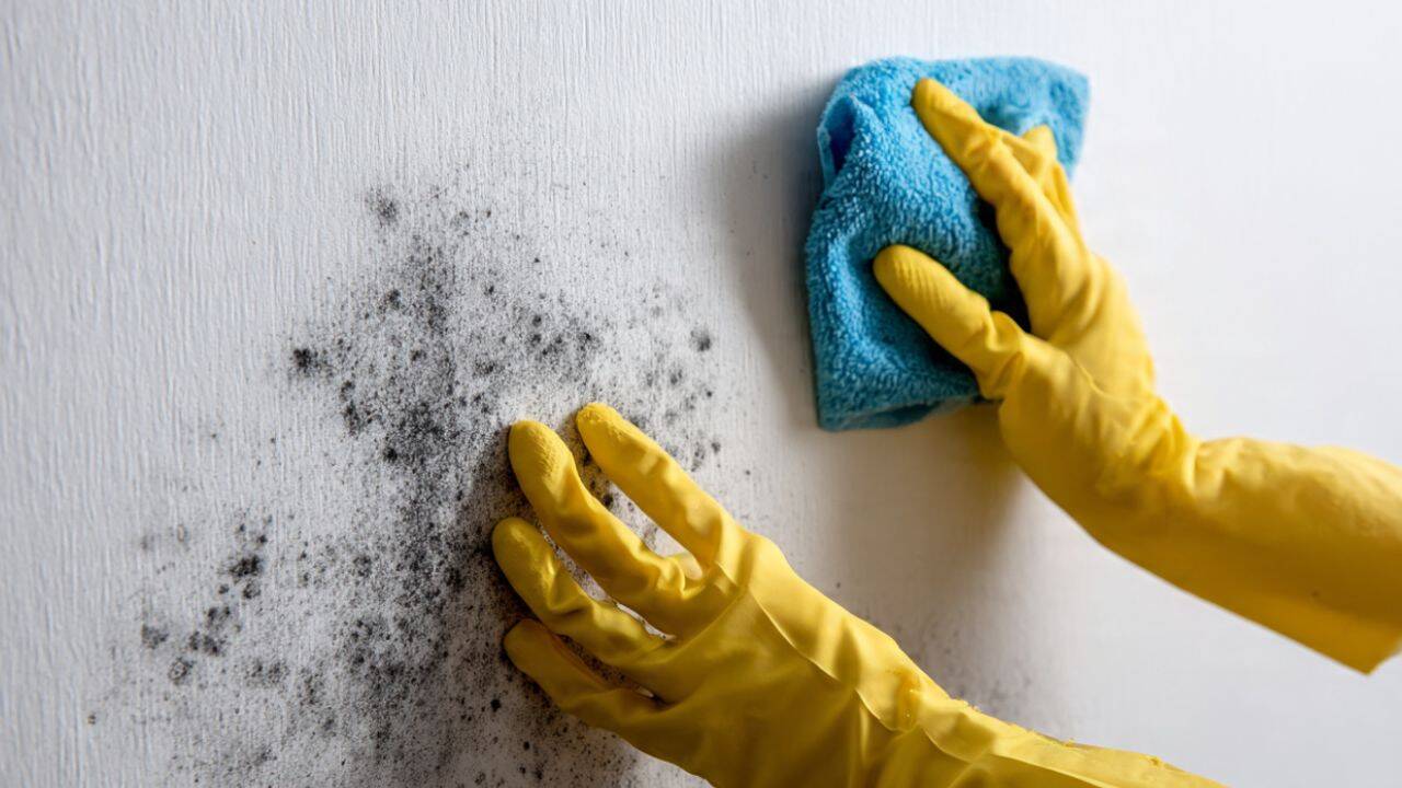 Clean small mould spots before it spreads <br><br>